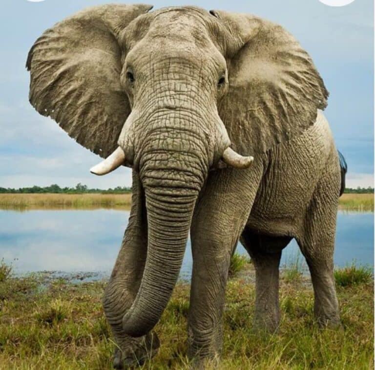 Roll Tide